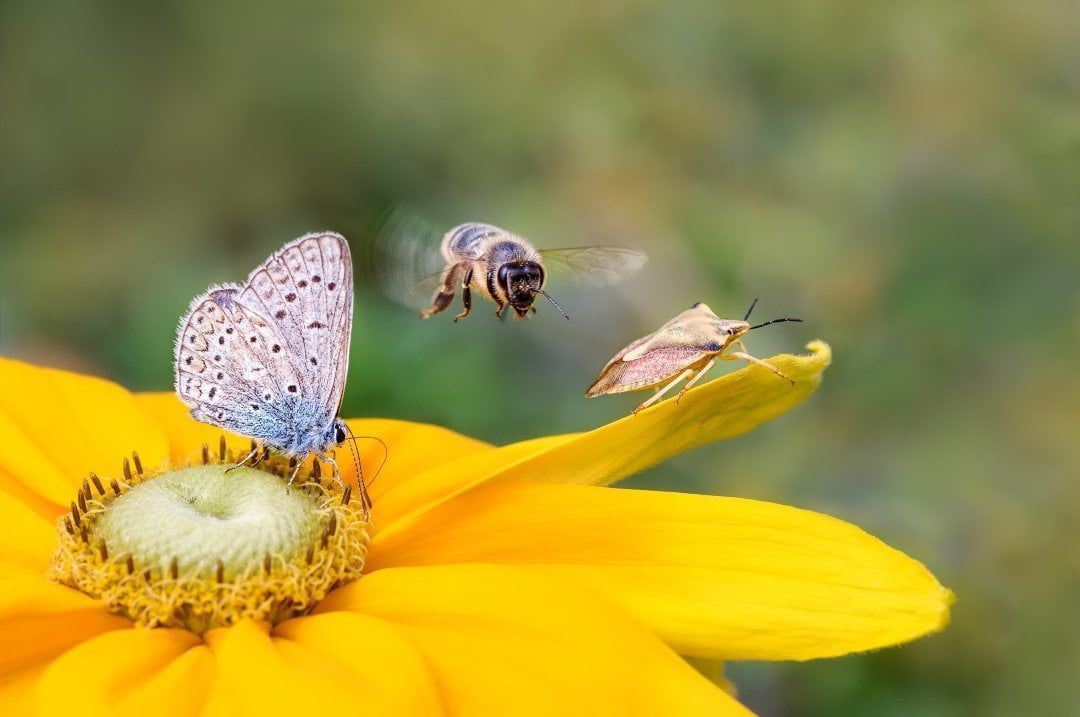 Comment protéger les insectes : 7 gestes et des plantes canariennes