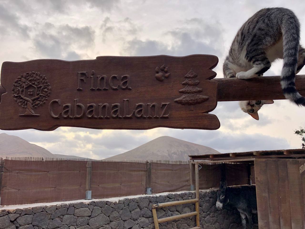 The animals on our farm: Nana, the cats and the birds