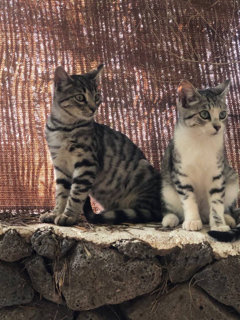 Charlie and Michi, the CabanaLanz cats