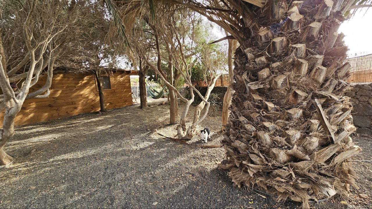 Palmiers et allées du domaine CabanaLanz à San Bartolomé, Lanzarote