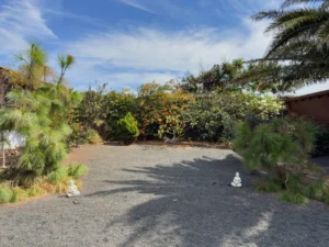 Garten der Finca mit Kanarischen Kiefern und Blumen