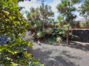 Gartenecke mit Kanarischen Kiefern