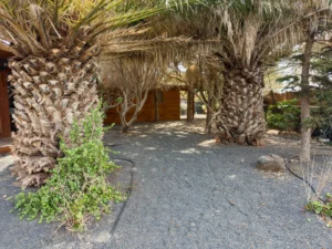 Kanarische Palmen auf der Finca CabanaLanz