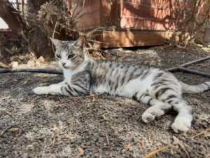 Michi, la chatte du domaine, allongée au soleil