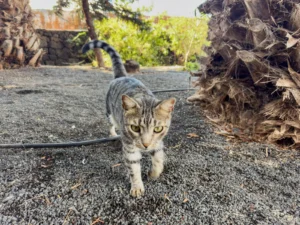 Charlie, le chat tigré du domaine