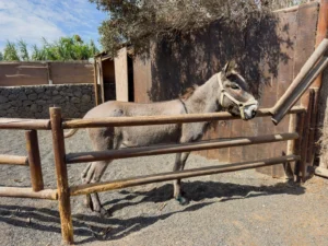 Nana, l’ânesse du domaine, au bord de son enclos