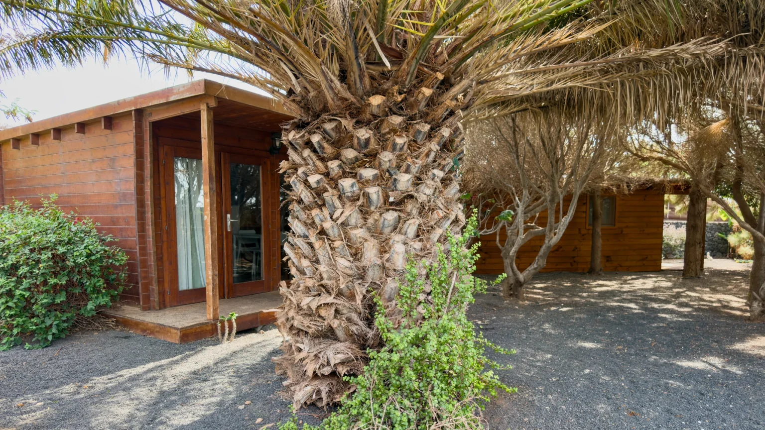 Two wooden cabins among Canary palm trees at the CabanaLanz estate, Lanzarote