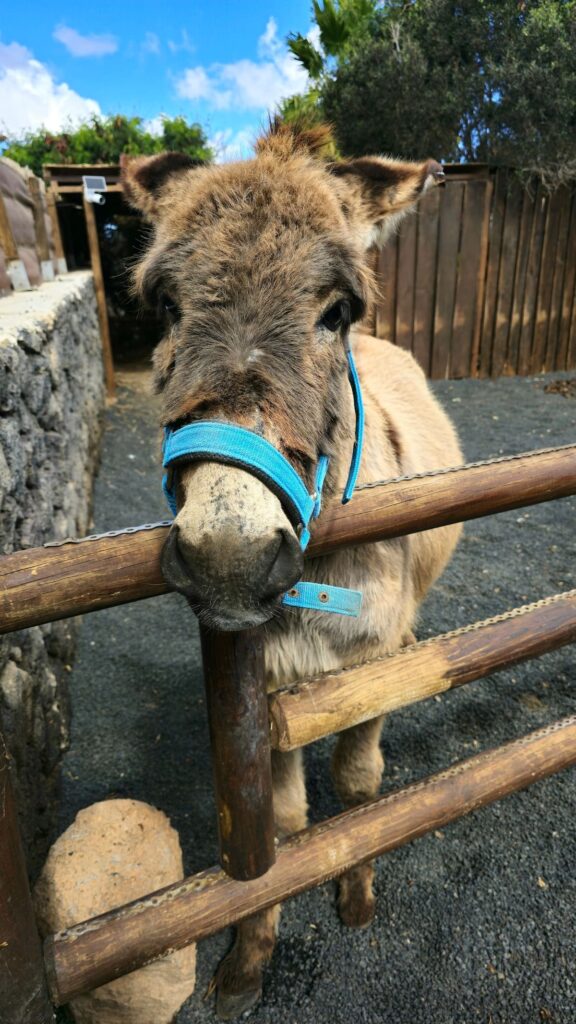 Nana, the CabanaLanz donkey